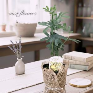 もみの木 (ウラジロモミ) 樹高70〜80cm前後 (根鉢含まず) 単品 本物の