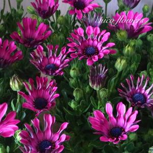 スプーン咲き　オステオスペルマム　ピンクスター