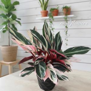 立派　ストロマンテ　サンギネア　トリオスター　観葉植物