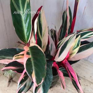 立派 ストロマンテ サンギネア トリオスター ...の詳細画像4