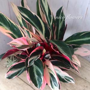 立派 ストロマンテ サンギネア トリオスター ...の詳細画像5