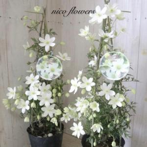 タワー仕立て　常緑　クレマチス　カートマニージョー　天使のすず