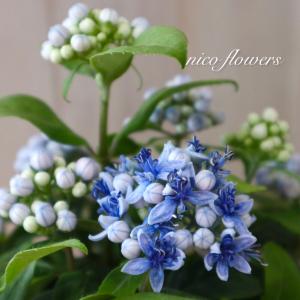 立派 紫陽花 ホットチリマーブル ピンク スタンダード仕立て 母の日