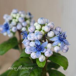 常緑 アジサイ 碧の瞳 青い実 紫陽花の詳細画像1