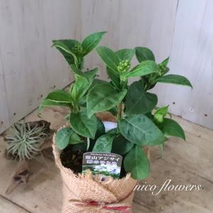 常緑 アジサイ 碧の瞳 青い実 紫陽花の詳細画像4