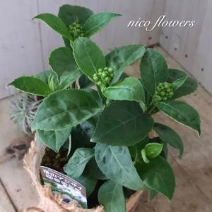 常緑 アジサイ 碧の瞳 青い実 紫陽花の詳細画像5