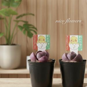 ワレタマゴ　プレイオスピロス　ネリー　紫帝玉