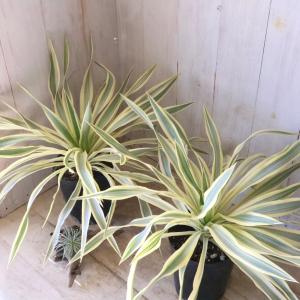 現品 絶滅種 ヒメオニソテツ エンセファラルトス ホリダス : nico