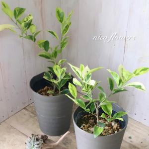希少　斑入り　ガジュマル　観葉植物　4.5寸鉢