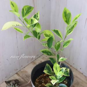 希少 斑入り ガジュマル 観葉植物 4.5寸鉢の詳細画像1