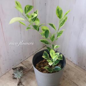 希少 斑入り ガジュマル 観葉植物 4.5寸鉢の詳細画像2