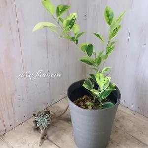 希少 斑入り ガジュマル 観葉植物 4.5寸鉢の詳細画像3