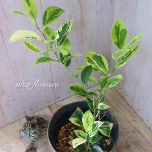 希少 斑入り ガジュマル 観葉植物 4.5寸鉢の詳細画像4