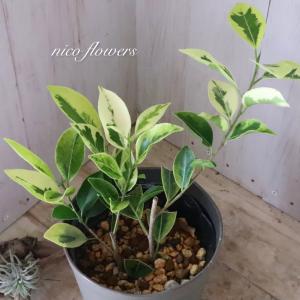 希少 斑入り ガジュマル 観葉植物 4.5寸鉢の詳細画像5