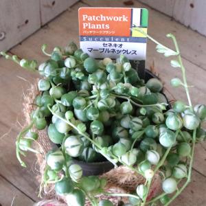 斑入り グリーンネックレス 多肉植物 インテリ...の詳細画像1
