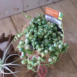 斑入り グリーンネックレス 多肉植物 インテリ...の詳細画像3