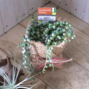斑入り グリーンネックレス 多肉植物 インテリ...の詳細画像5