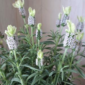 ラベンダーシルバーリーフ 花 ガーデニング の商品一覧 通販 Yahoo ショッピング