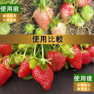 防草シート高密度130g ブラウン 1m×50...の詳細画像4