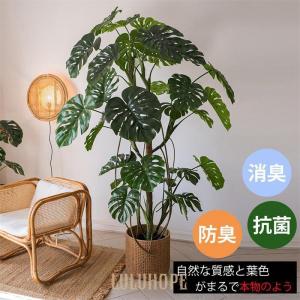 モンステラ モンステラツリー グリーン 観葉植物...の商品画像