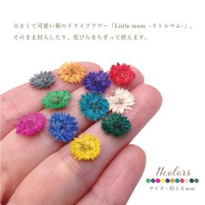 ドライフラワー リトルマム 菊 レジン ネイル...の詳細画像2