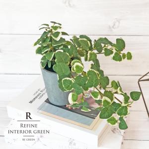 観葉植物 フェイクグリーン 人工観葉植物 プミラ...の商品画像
