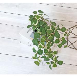 観葉植物 フェイクグリーン 人工観葉植物 プミ...の詳細画像3