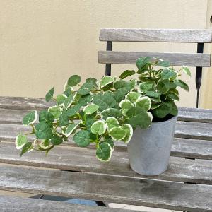 観葉植物 フェイクグリーン 人工観葉植物 プミ...の詳細画像4