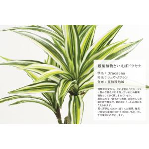 人工観葉植物 フェイクグリーン 観葉植物 造花...の詳細画像3