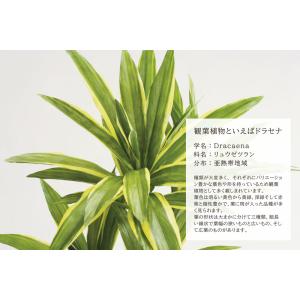 人工観葉植物 フェイクグリーン 観葉植物 造花...の詳細画像5