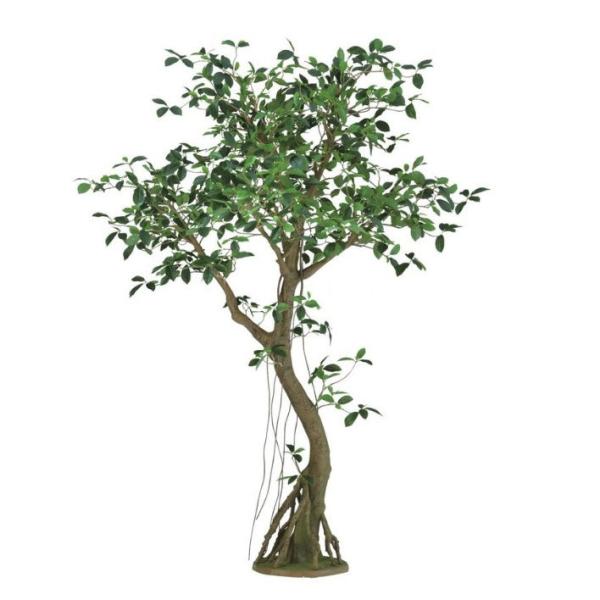 人工観葉植物 ガジュマル コアッド 200 高さ200cm （P14-99364) （代引き不可）