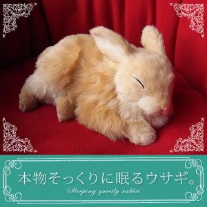パーフェクトペット ウサギ ベージュ ぬいぐるみ 本物 そっくり リアル ペット メモリアル 兎 うさぎ ウサギ 最安値 価格比較 Yahoo ショッピング 口コミ 評判からも探せる