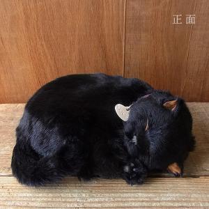 ニニアンドキノ ぬいぐるみ 猫 リアル パーフ...の詳細画像2