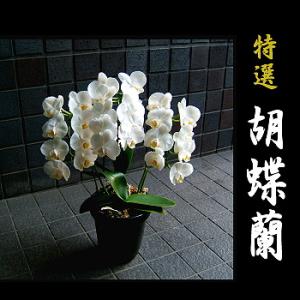 お彼岸 お供え 葬儀 通夜 花 胡蝶蘭の商品画像