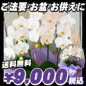選挙　誕生日　還暦祝い　お供え　花　胡蝶蘭　中輪　送料無料　お彼岸にも