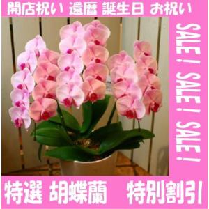 胡蝶蘭　誕生日　コチョウラン　中輪　還暦祝い　ファレノプシス　結婚記念日　開店祝い　