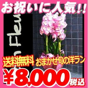 選挙 誕生日 還暦祝い お中元 開店祝い 胡蝶蘭...の商品画像