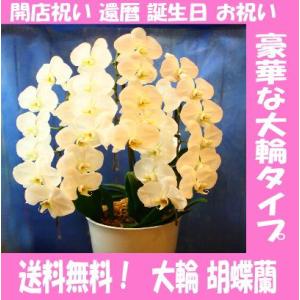 胡蝶蘭　誕生日　ギフト　還暦祝い　ファレノプシス　お中元　開店祝い　