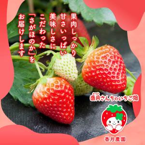 ドライフルーツ 香月さんちのいちご畑 さがほの...の詳細画像1