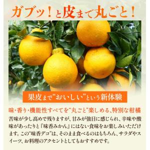 佐賀県産デコポン3kg 送料無料 [恵味香] ...の詳細画像3