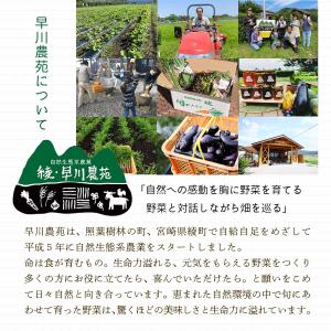 [シードカルチャー] あまざけ 綾・早川農苑 ...の詳細画像4