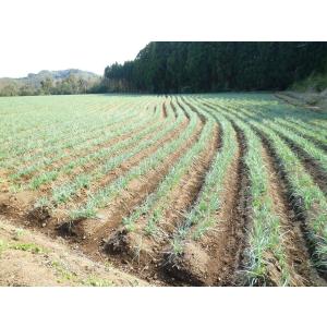 漬物 [上沖産業] 熟成 甘 らっきょう 80...の詳細画像3