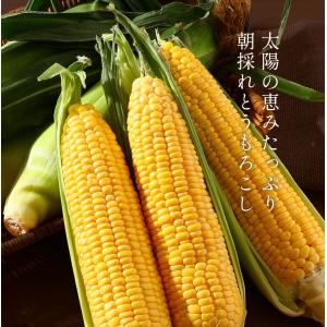 ヒルナンデス Nスタ で紹介 とうもろこし [...の詳細画像2