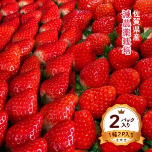 佐賀 ”いちごさん” 秀品 3L〜5Lサイズ 約250g×2パック 化粧箱【予約 12
