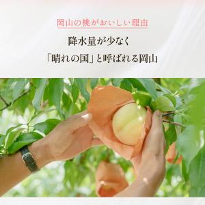 送料無料 岡山県産 黄金桃 3玉(300g×3...の詳細画像5