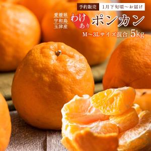 佐賀県産 ハウスみかん （温室みかん） 4〜5玉入り （パック） : 生鮮