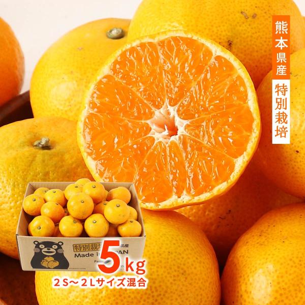 みかん 5kg 熊本県産特別栽培 温州みかん 5kg 2S〜2Lサイズ混合 【発送時期:10月下旬〜...