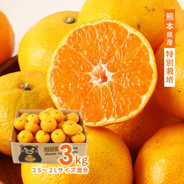 みかん 3kg 熊本県産特別栽培 温州みかん 3kg 2S〜2Lサイズ混合【発送時期:10月下旬〜1...