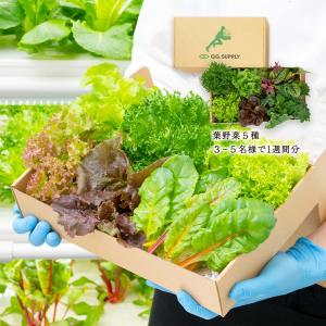 野菜 GG.SUPPLY Regular 常備野菜 5品種 詰め合わせ 葉野菜5種 /便利 野菜セット 無農薬野菜 有機野菜 国産