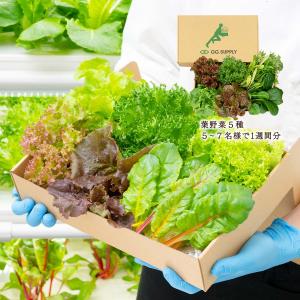 野菜 GG.SUPPLY Large 常備野菜 5品種 詰め合わせ 葉野菜5種 /便利 野菜 野菜セット 無農薬野菜 有機野菜 国産｜nipponmarche